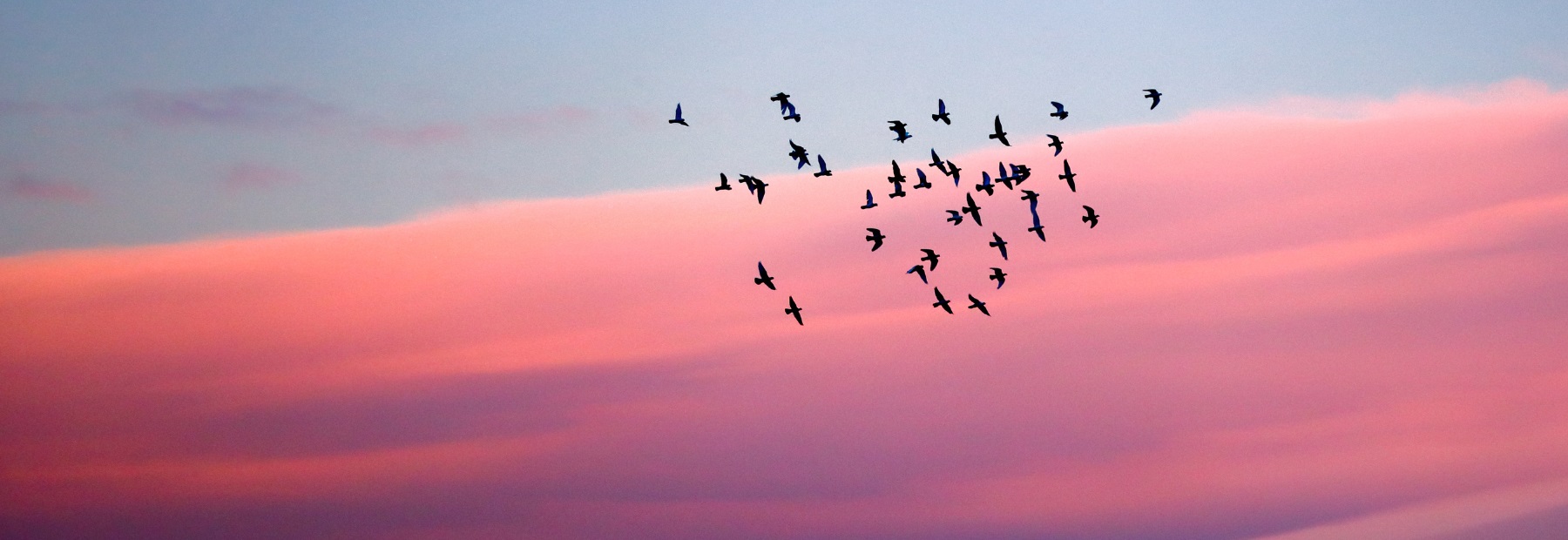 Sunset with birds flying