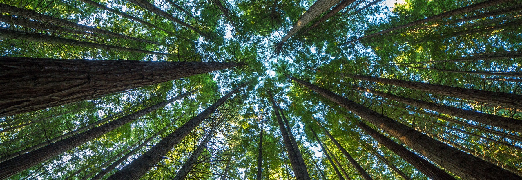 Image of tall trees